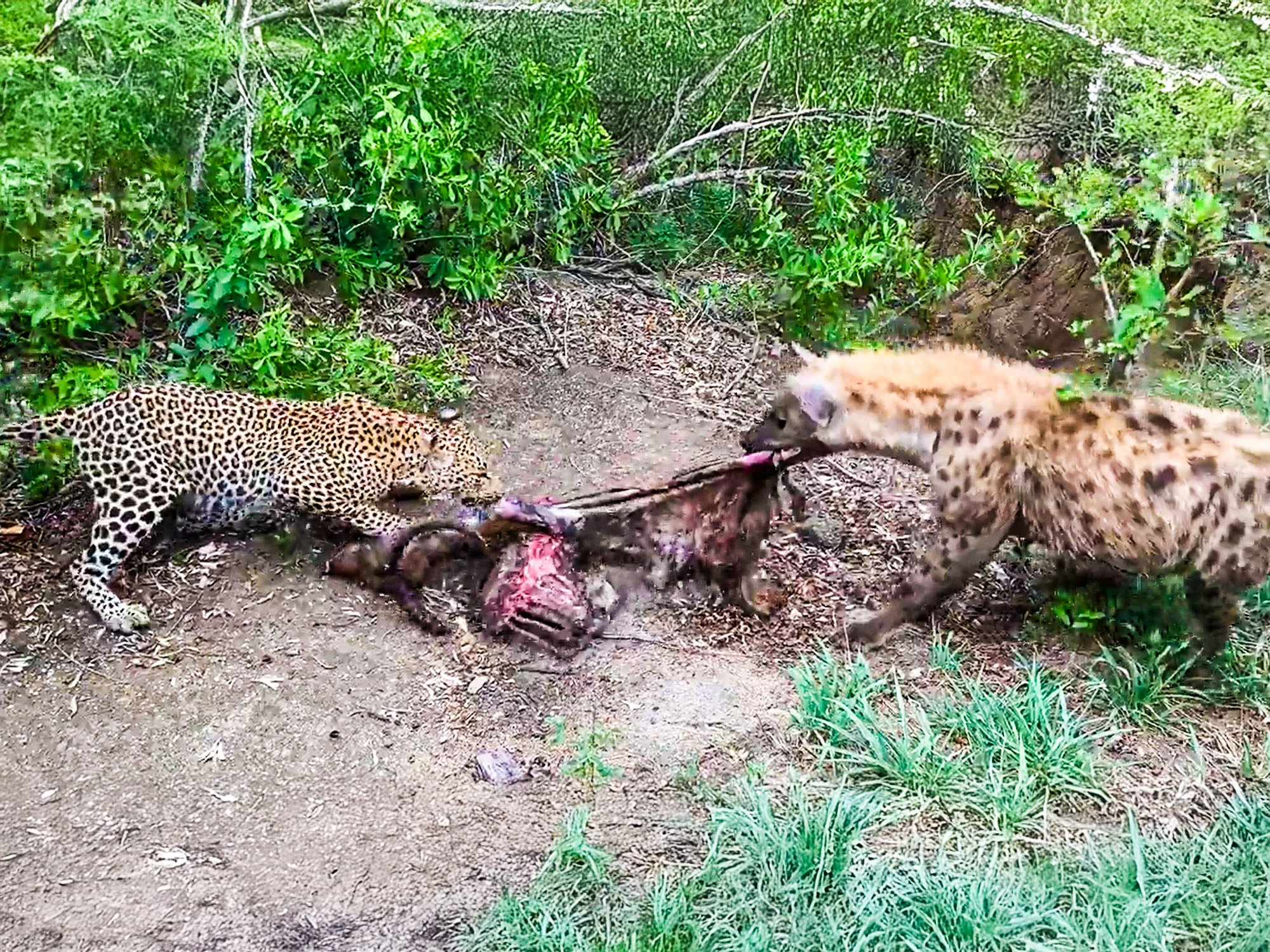 Unexpected Battle Unfolds In The Wild
