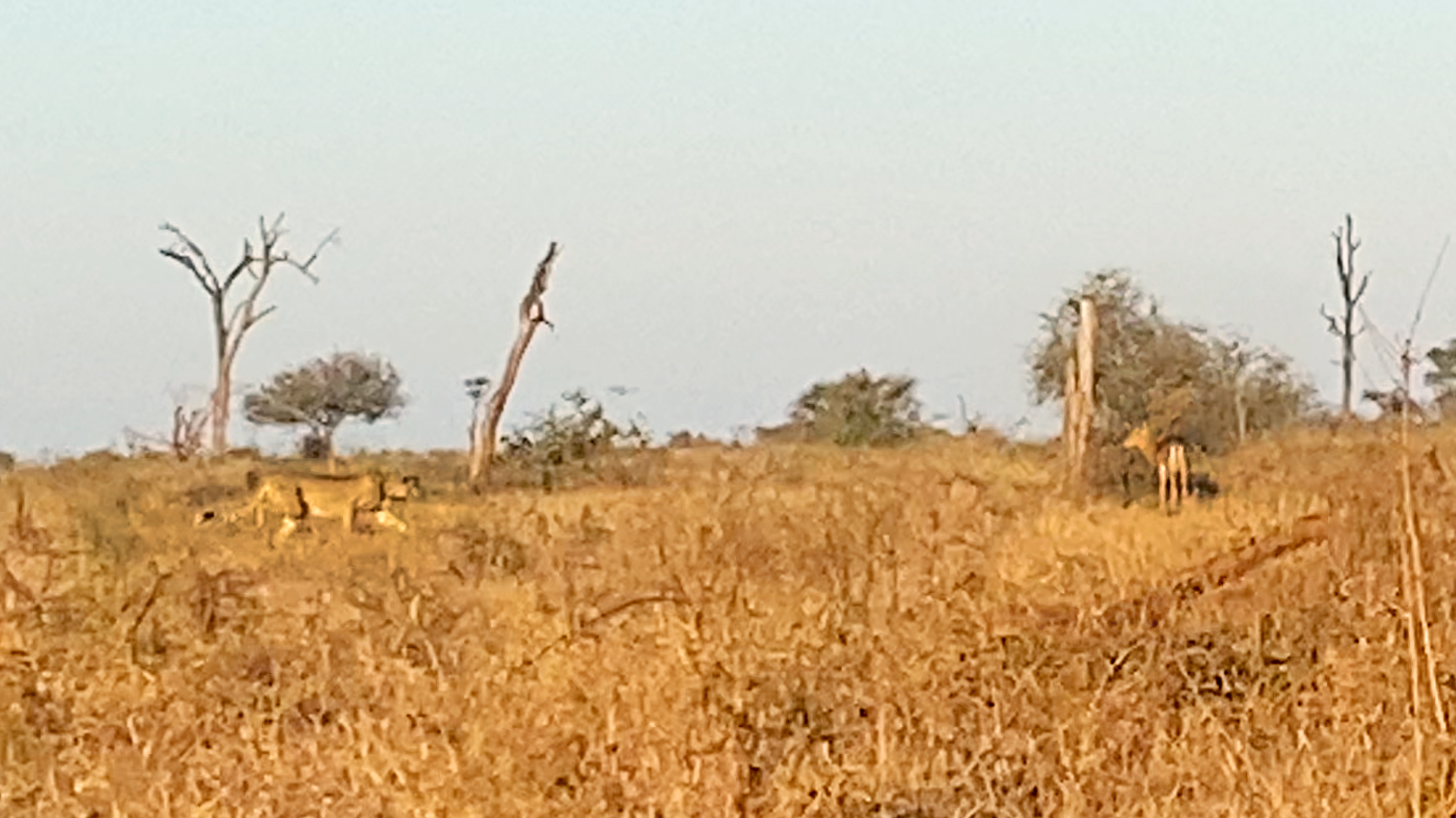 Cheetah Supermom Sprints After Impala