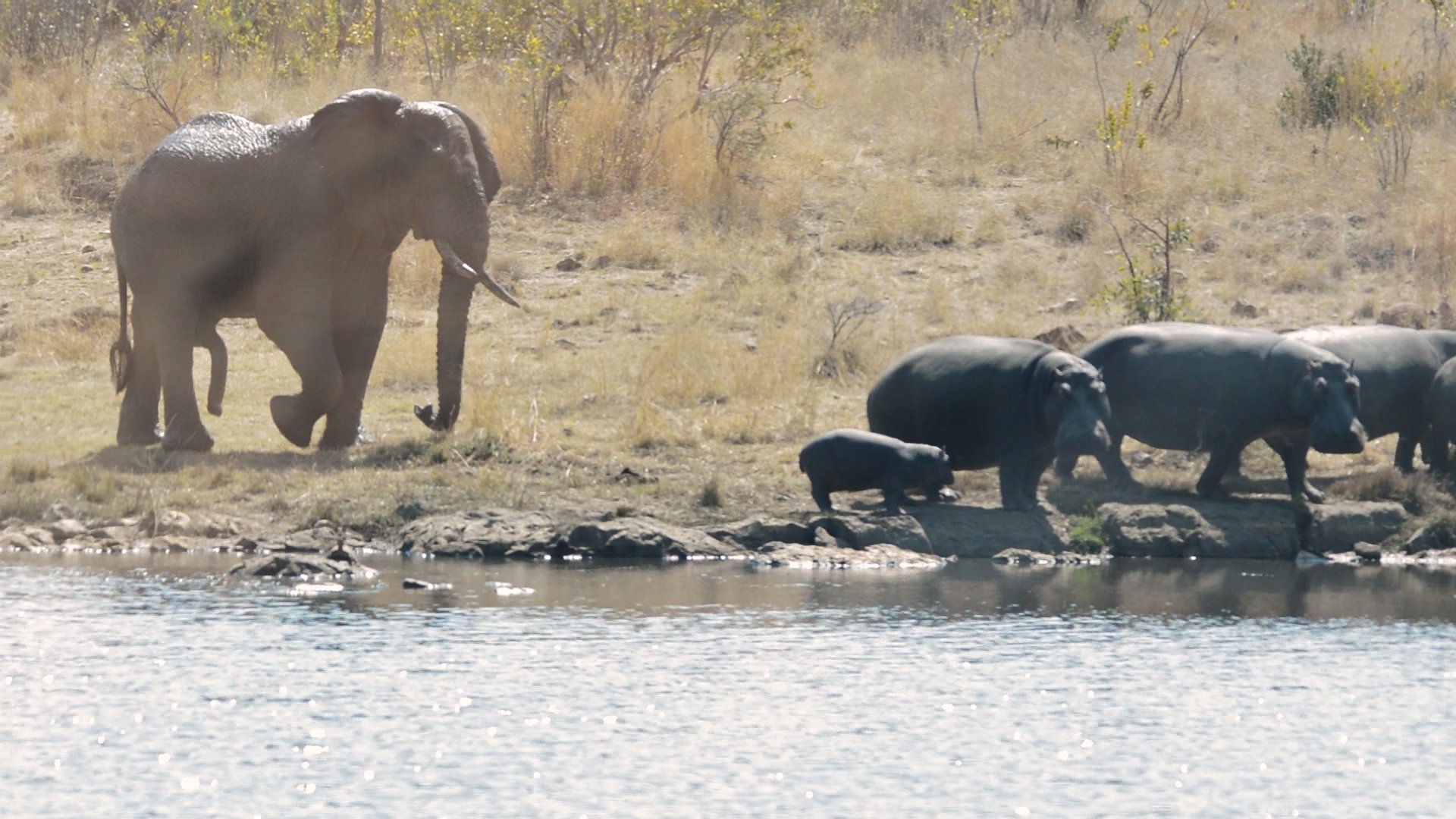 Elephant Shows Hippos Who Rules The River