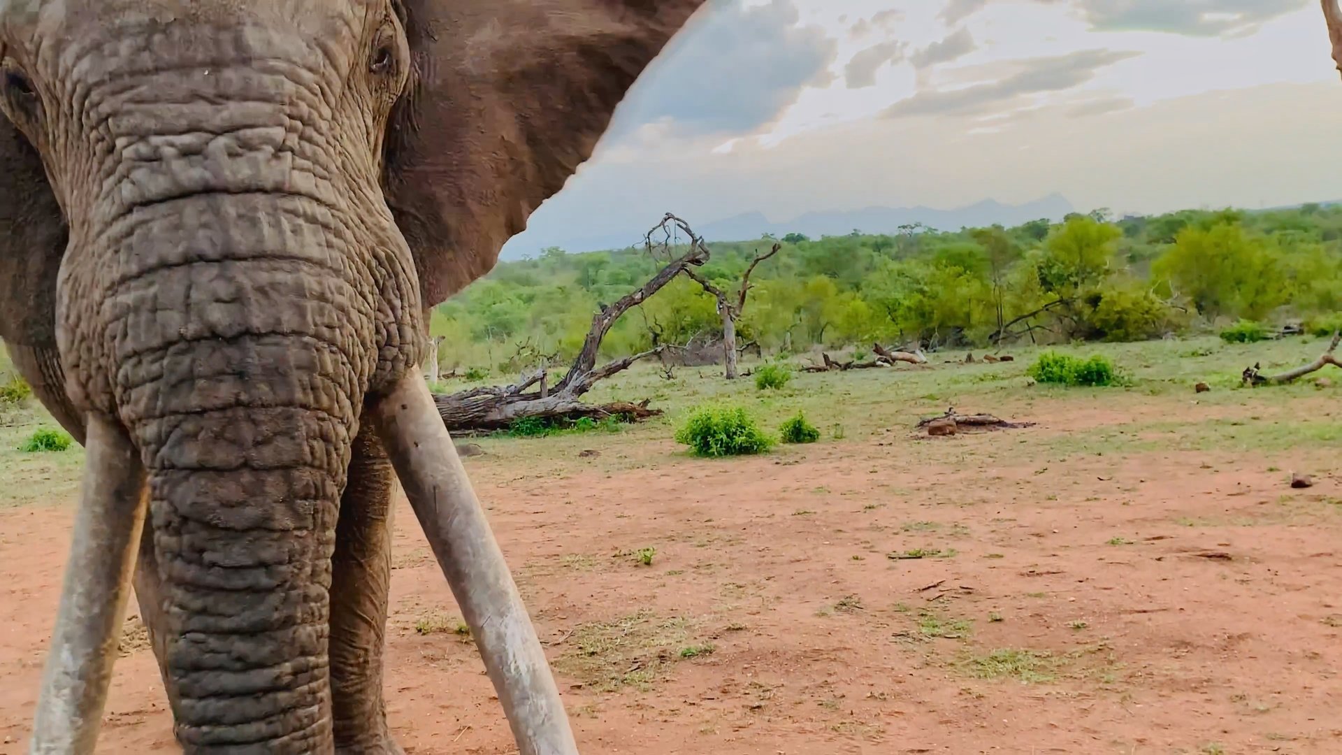 Giant Elephant Bumps Safari Camera