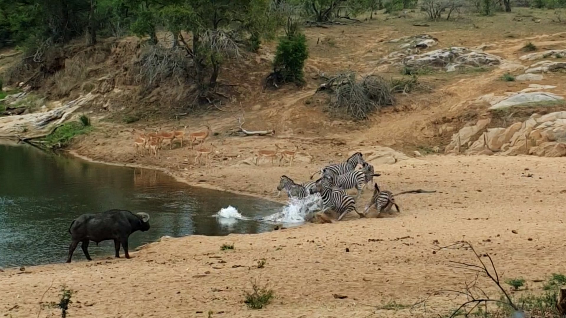 Zebra Gets Shock: Crocodile Ambush Caught Live