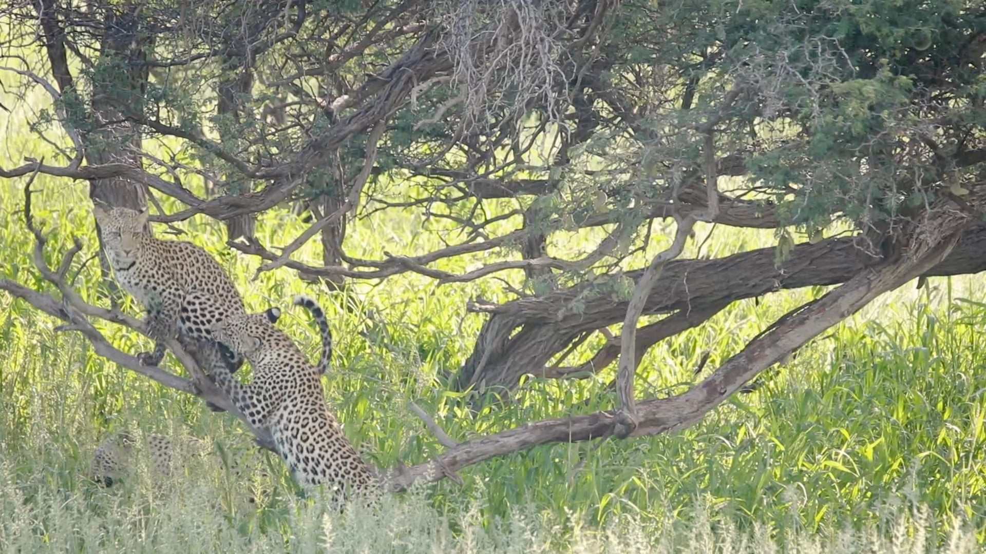 Leopard Cub Bounces Brother Off Tree Branch