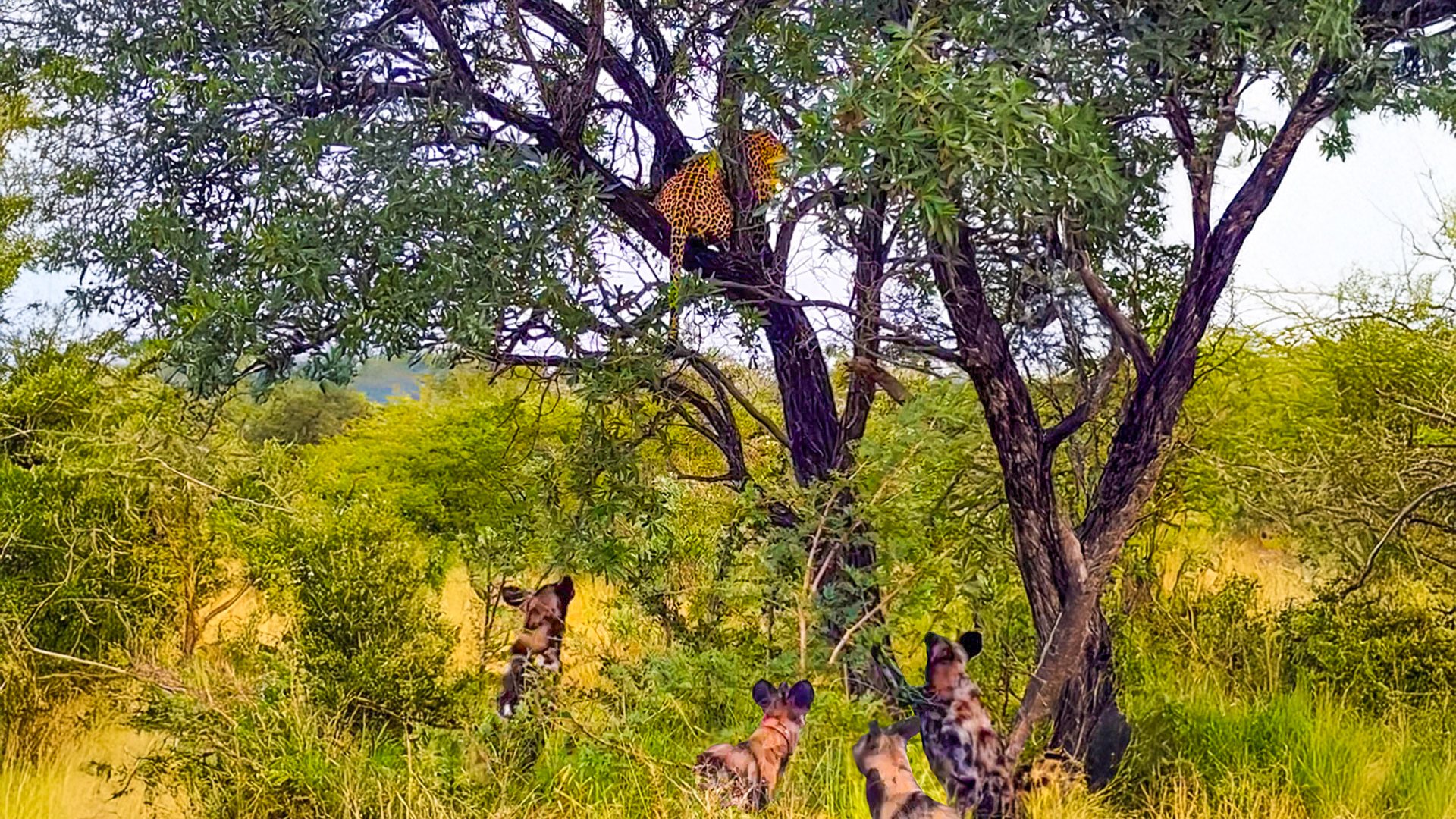 Wild Dogs Chase Leopard Up Tree In Dramatic Turn