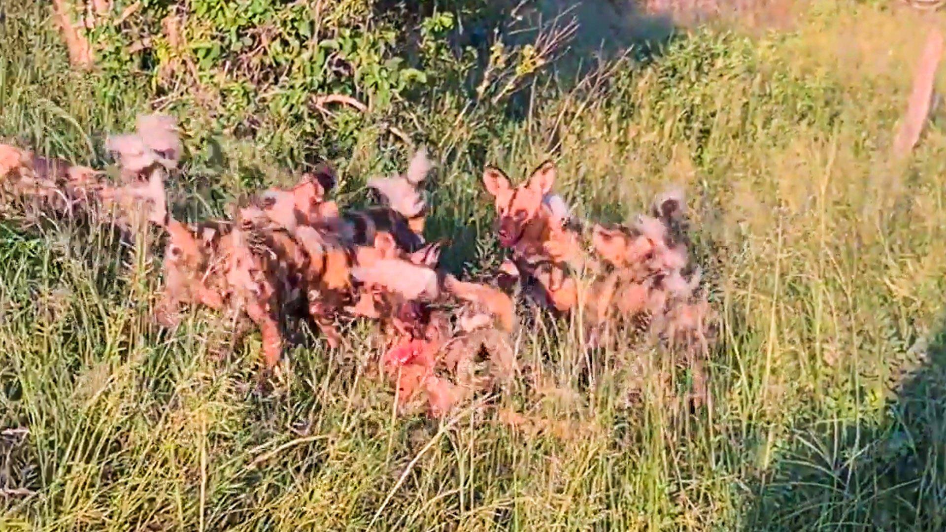 Wild Dogs Hunt Live as Hyenas Battle for Leftovers