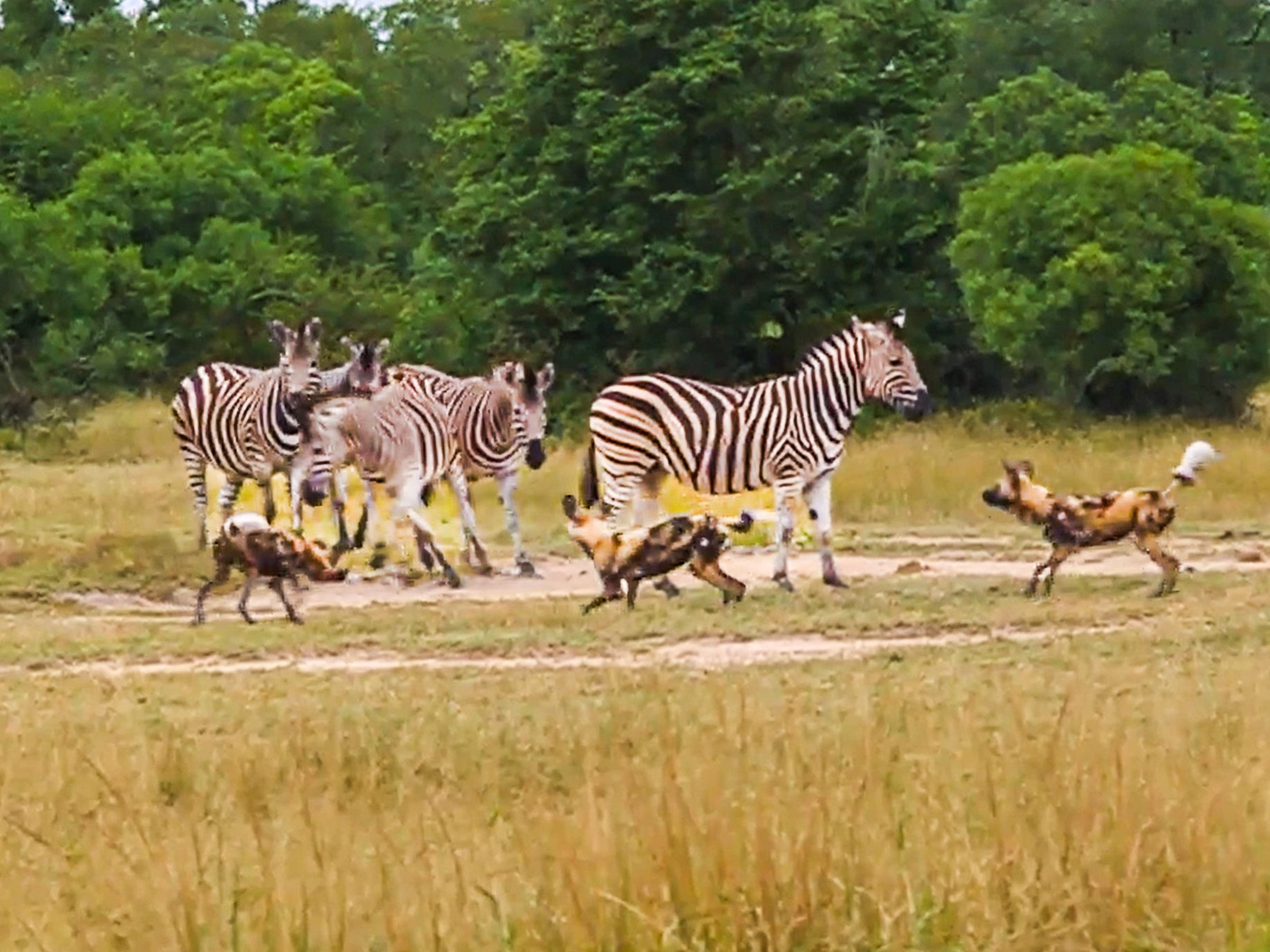 Zebras Fight Back Against Wild Dog Pack