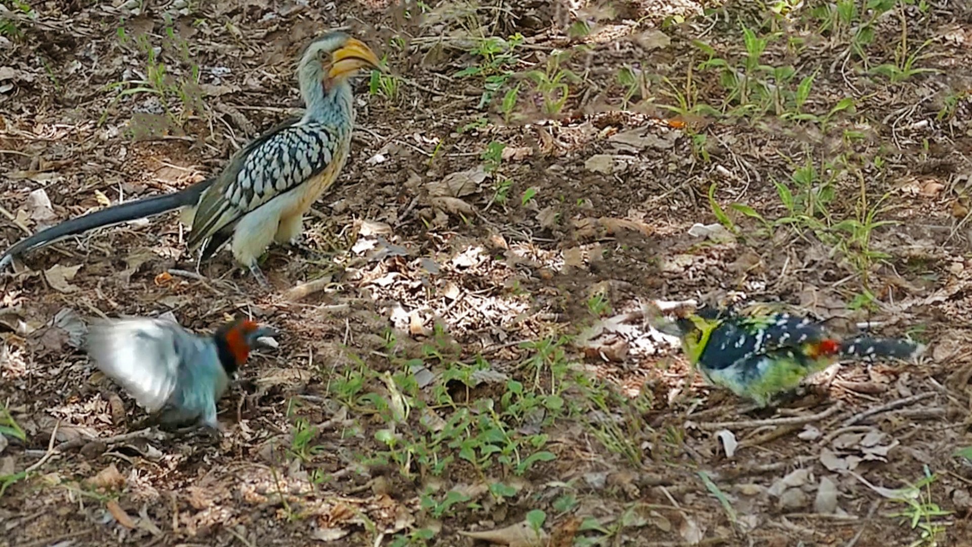 Hornbill And Barbet Clash Over Territory