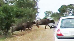 Lions Chase Buffaloes Directly Into Tourists Car