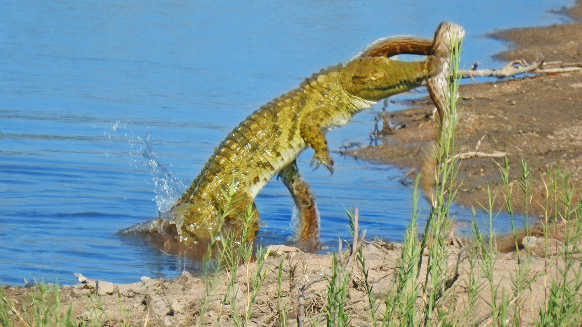 Crocodile Crushes Python In Surprise Attack