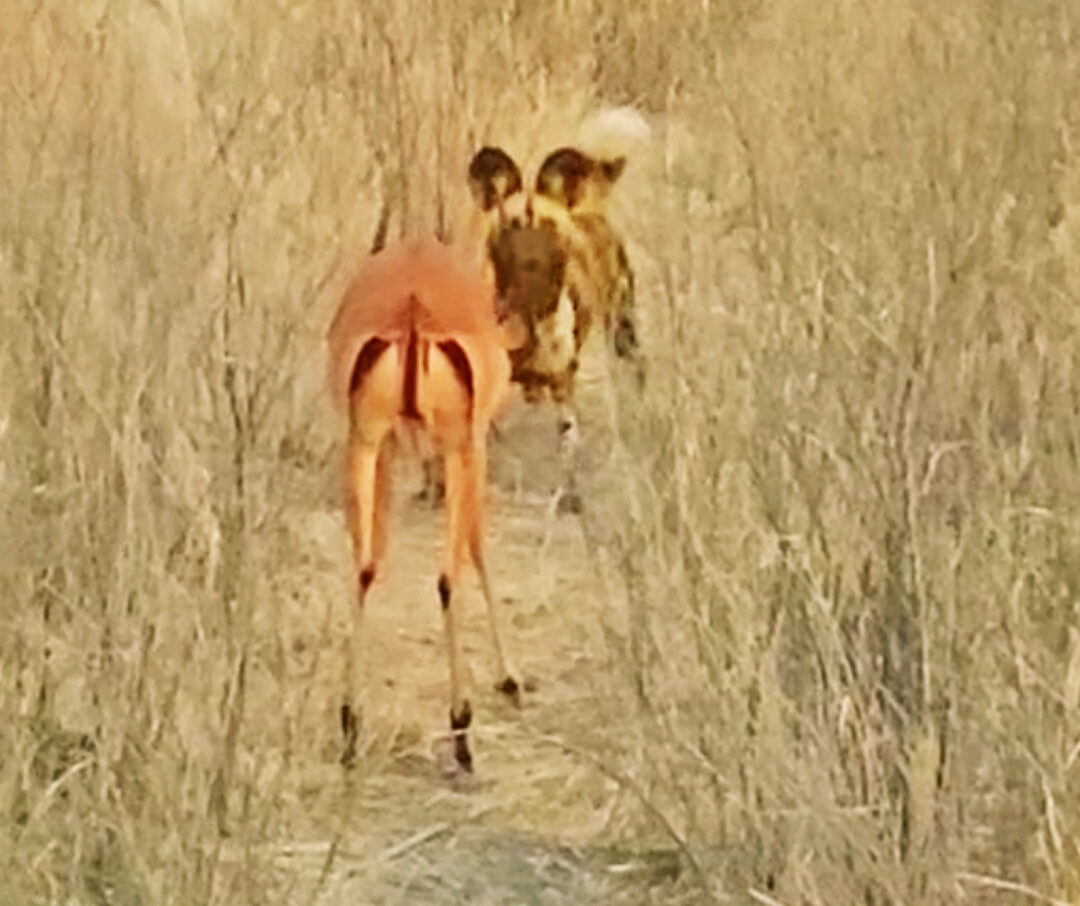 Wild Dog Battles Male Impala In Open Plains