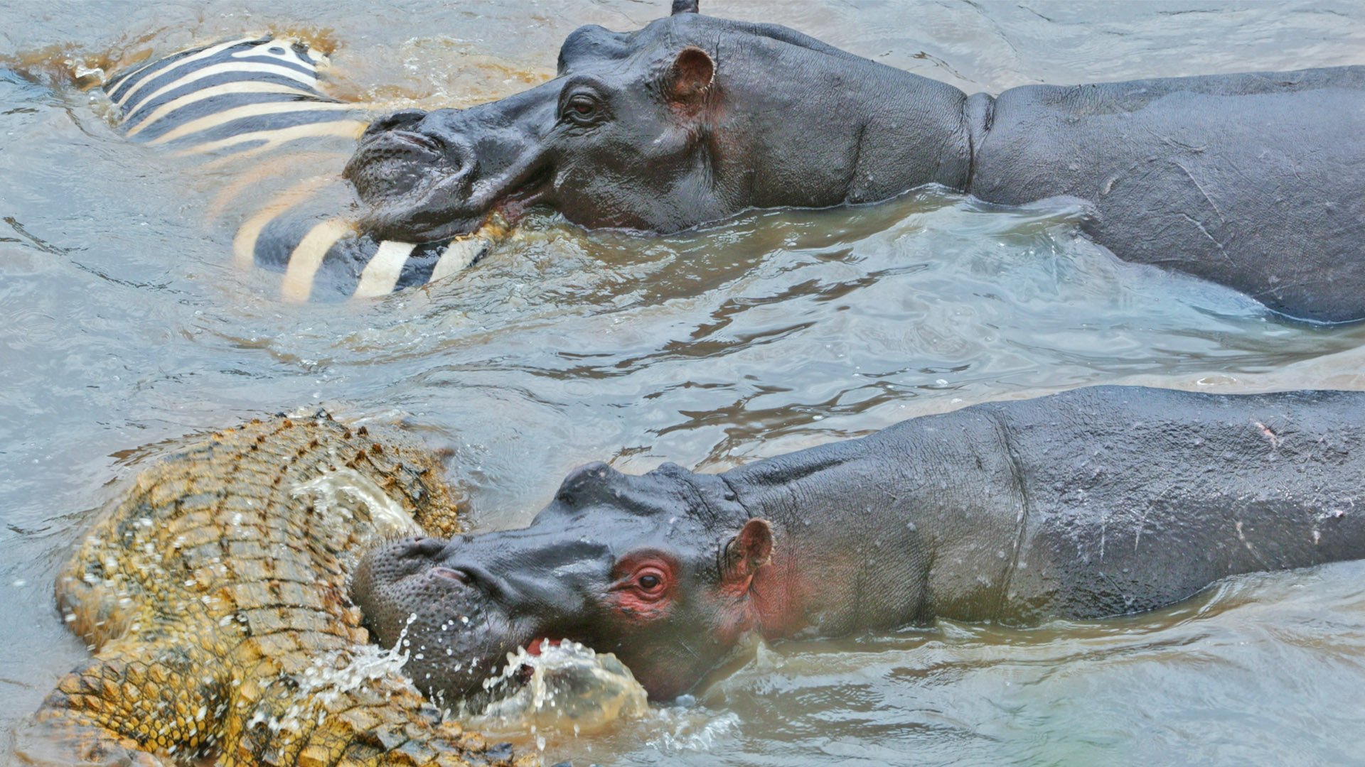 Hippo Feasts On Zebra Carcass In River