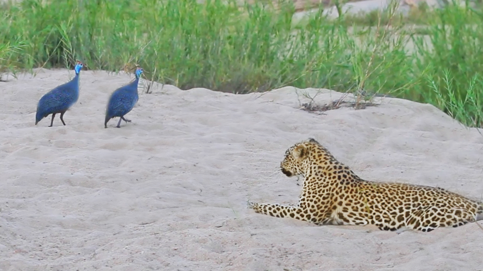 Leopard Startled By Noisy Guineafowl