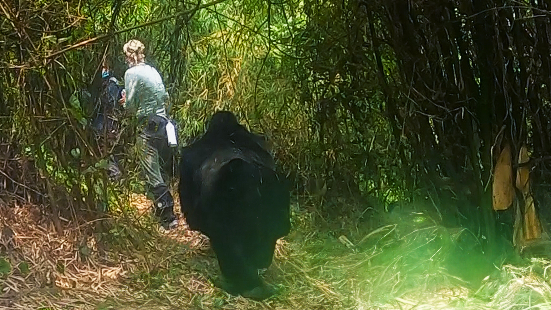 Gorilla Smashes Tourist In Shocking Encounter