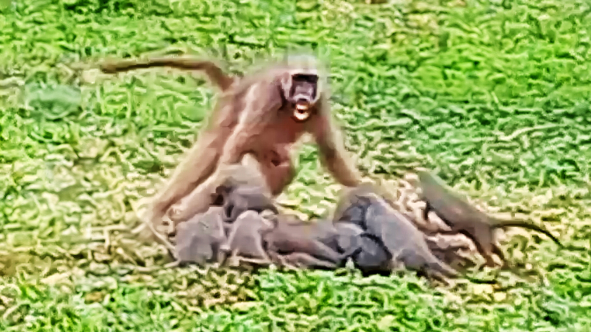 Baboon Swings Mongooses By Their Tails