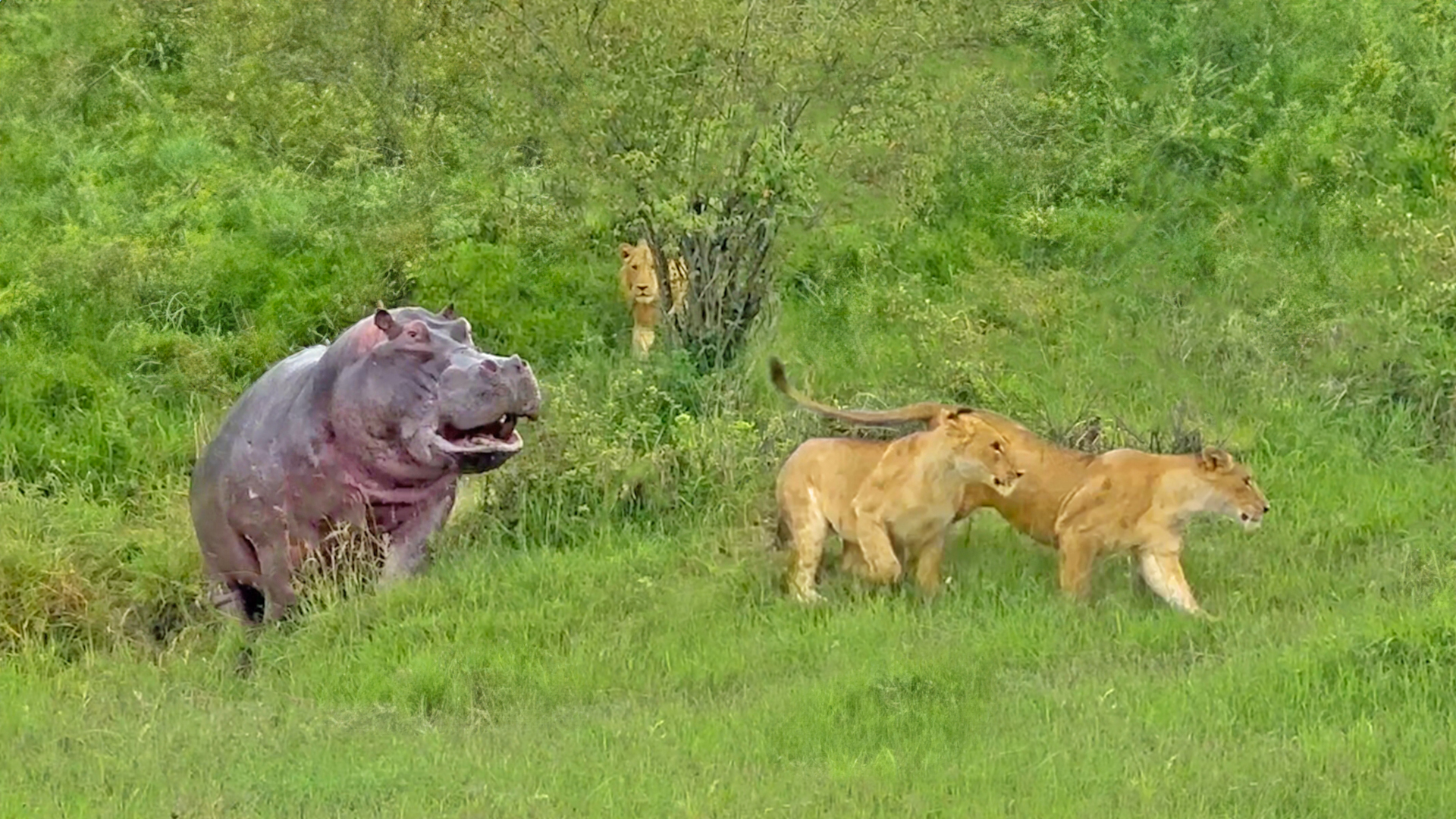 Hippo Charges In And Shows Lions Who’s Boss 