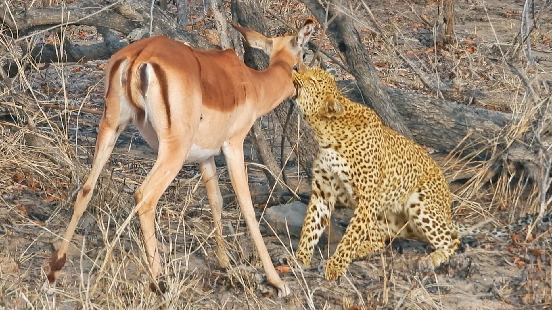 Leopard Makes Dramatic Kill Near Afsaal