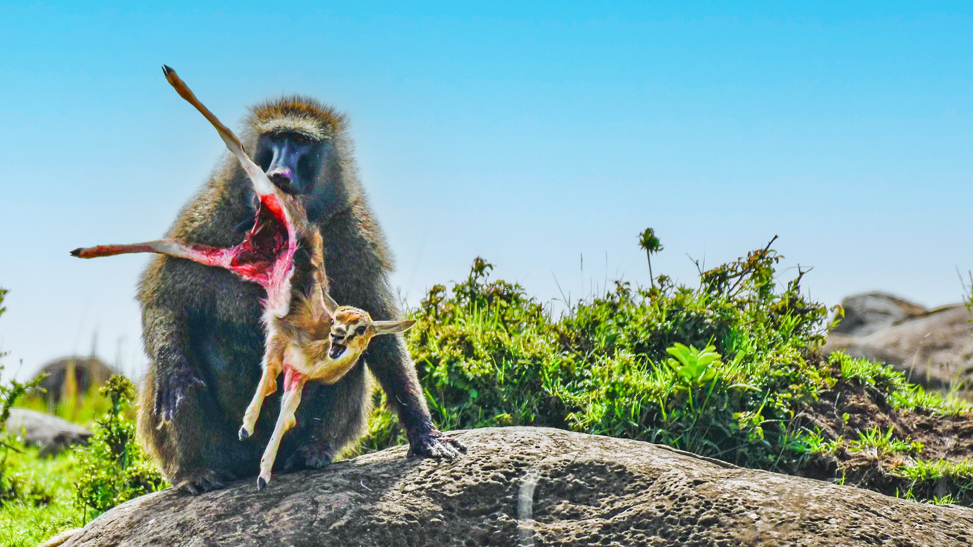 Baboon Brutally Kills Baby Gazelles