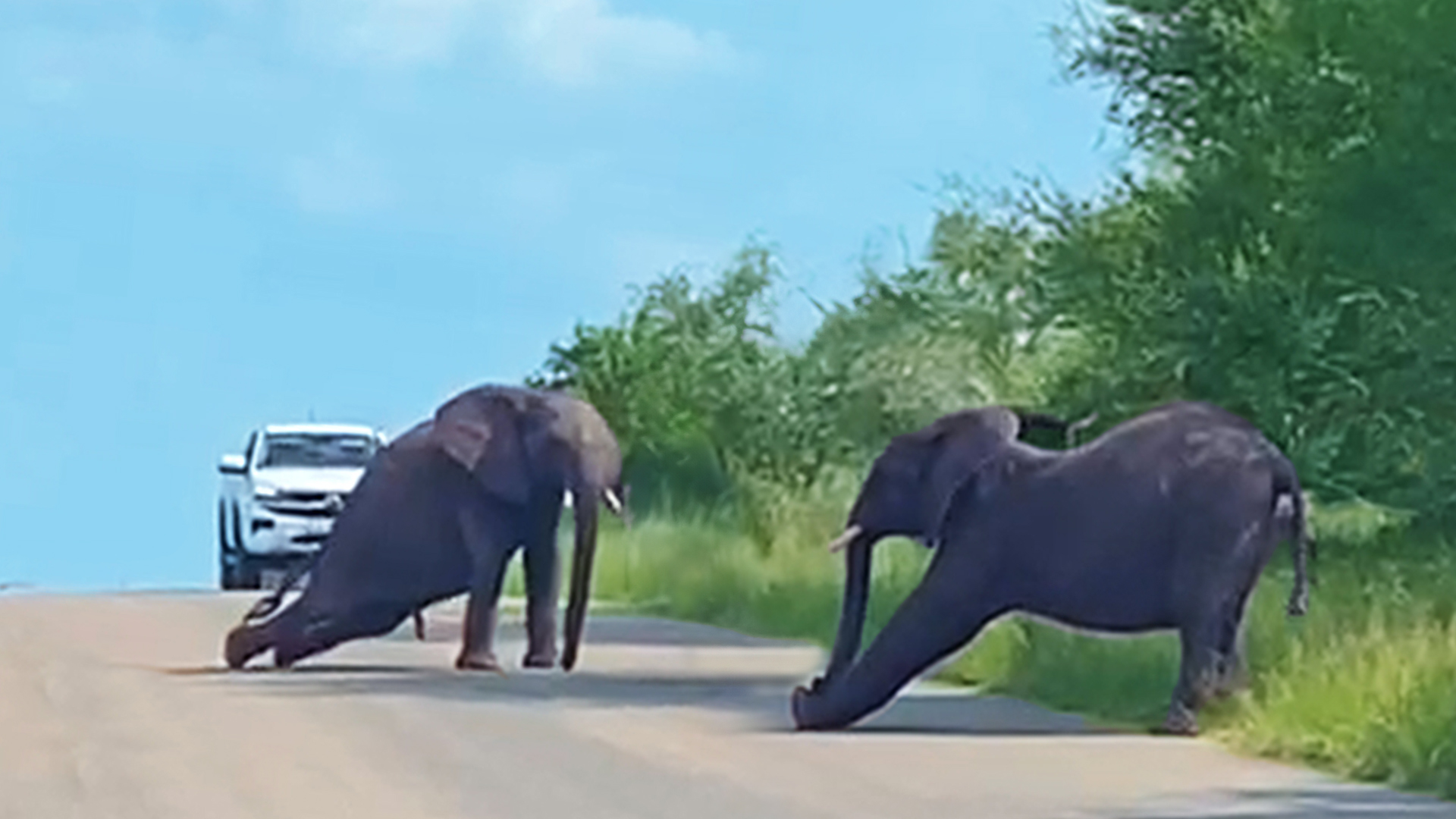 Elephants Put On Roadside Circus Performance 