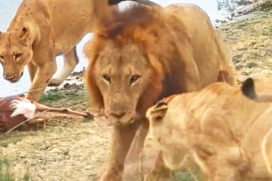 Lion Nails Classic Impala Hunt