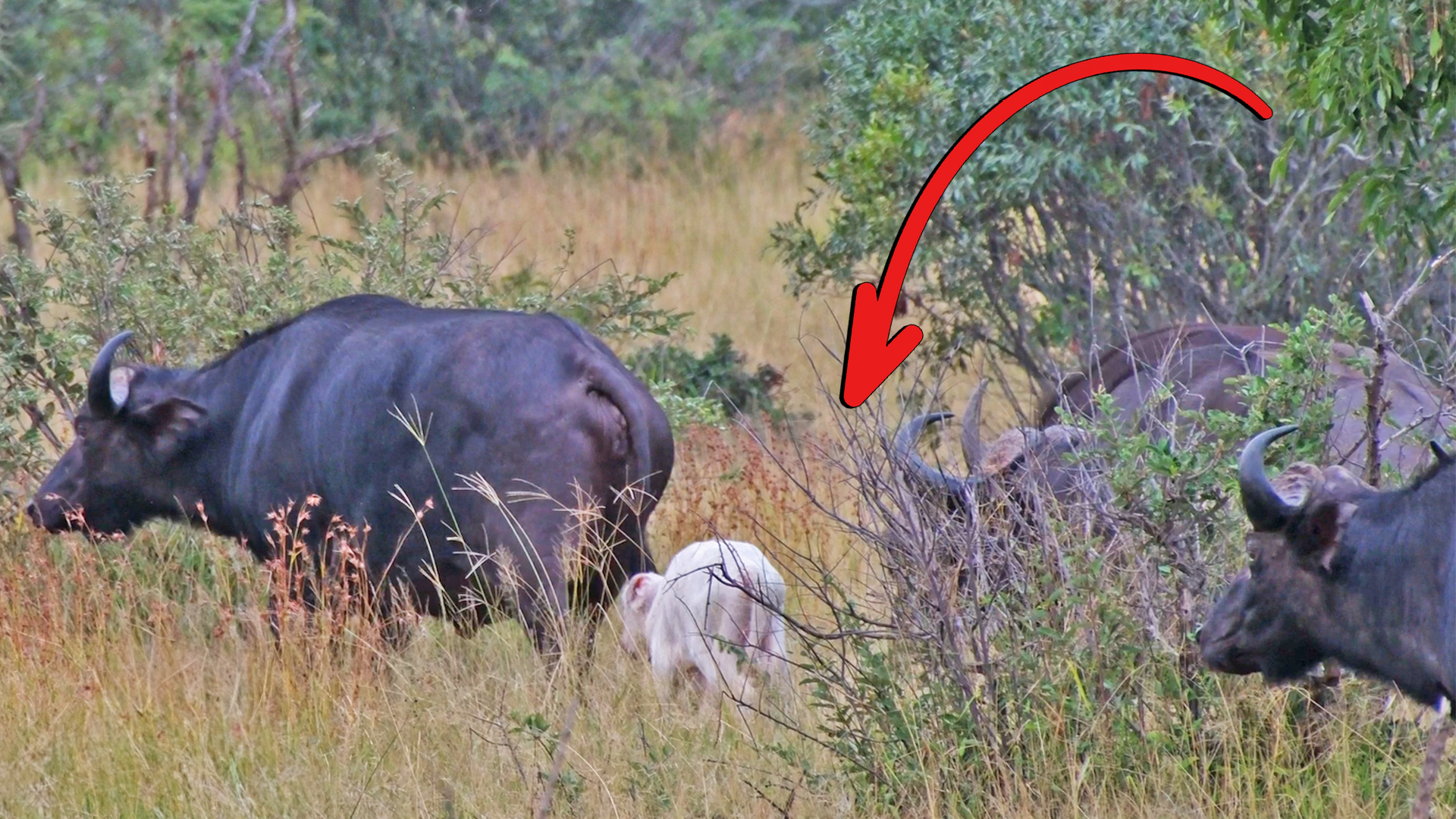 Rare White Buffalo Spotted In Kruger Park
