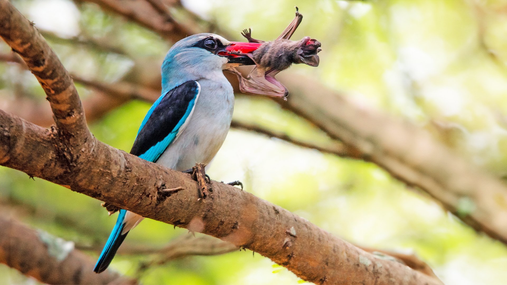 Kingfisher Shocks With Bat Snack 