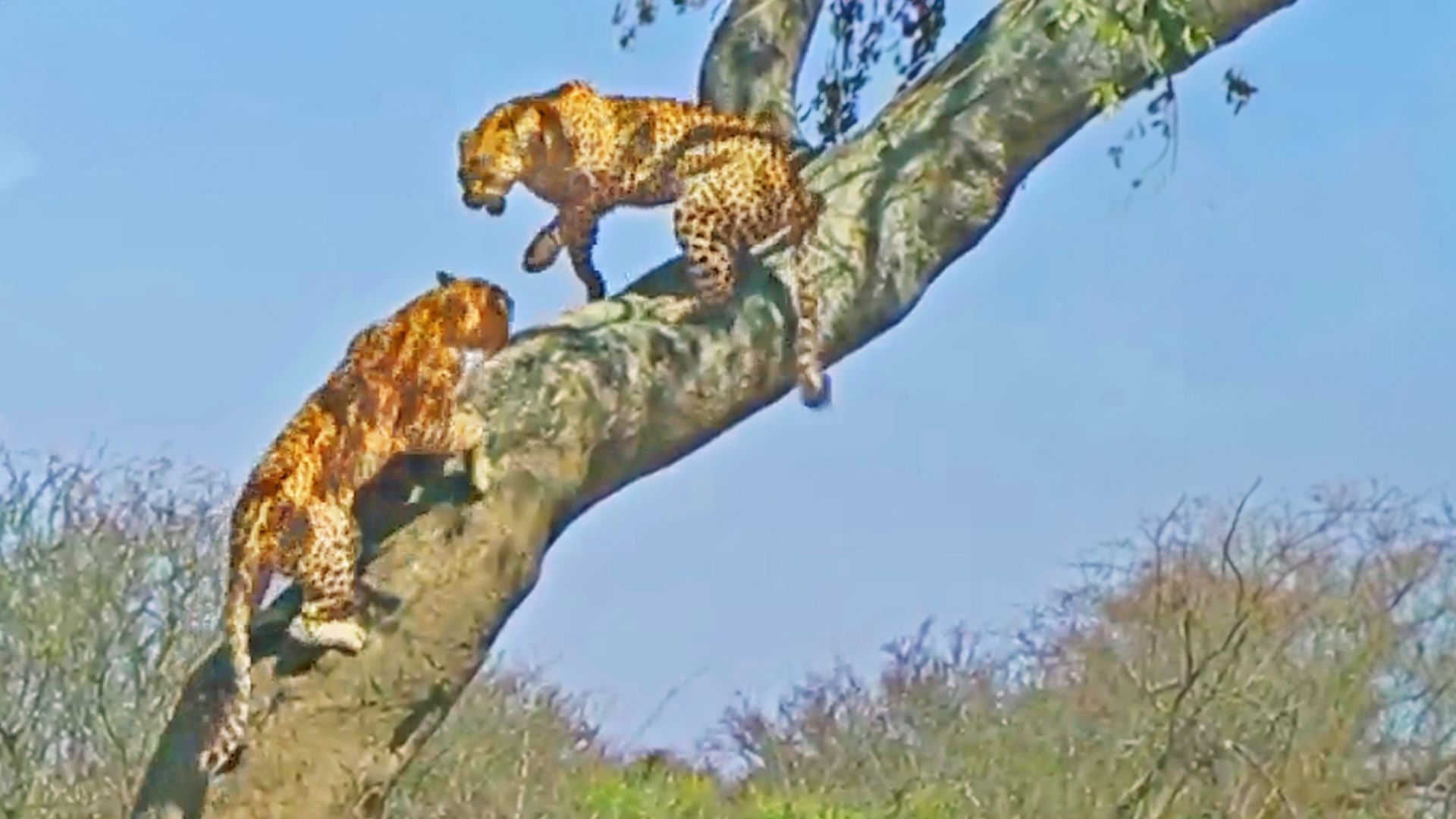 Leopards Tumble from Tree In Wild Fight
