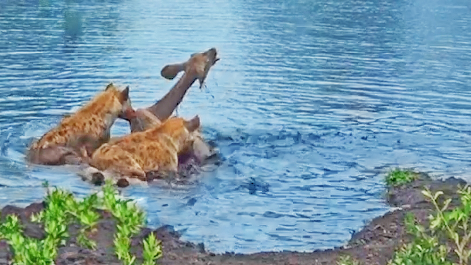 Hyenas Hunt Kudu At Busy Waterhole