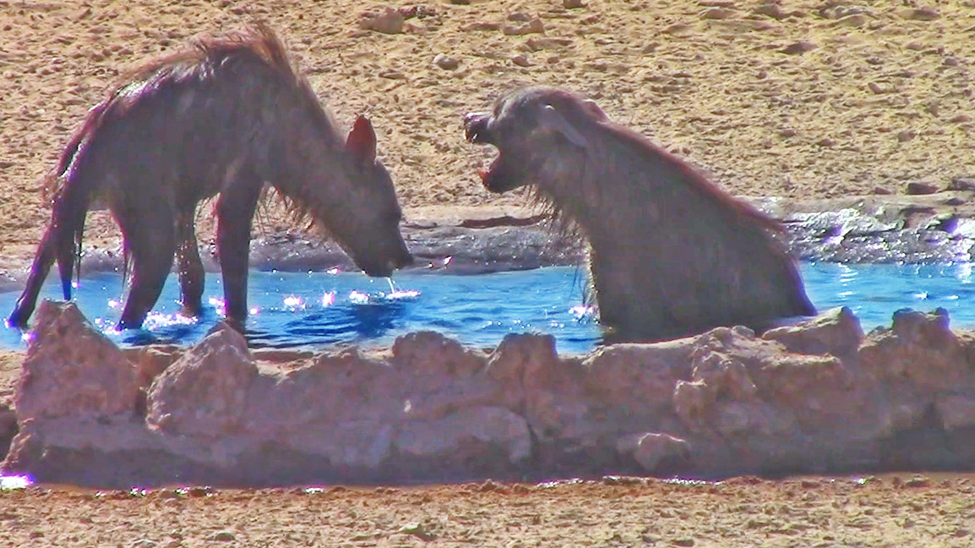 Brown Hyenas In Tense Desert Standoff