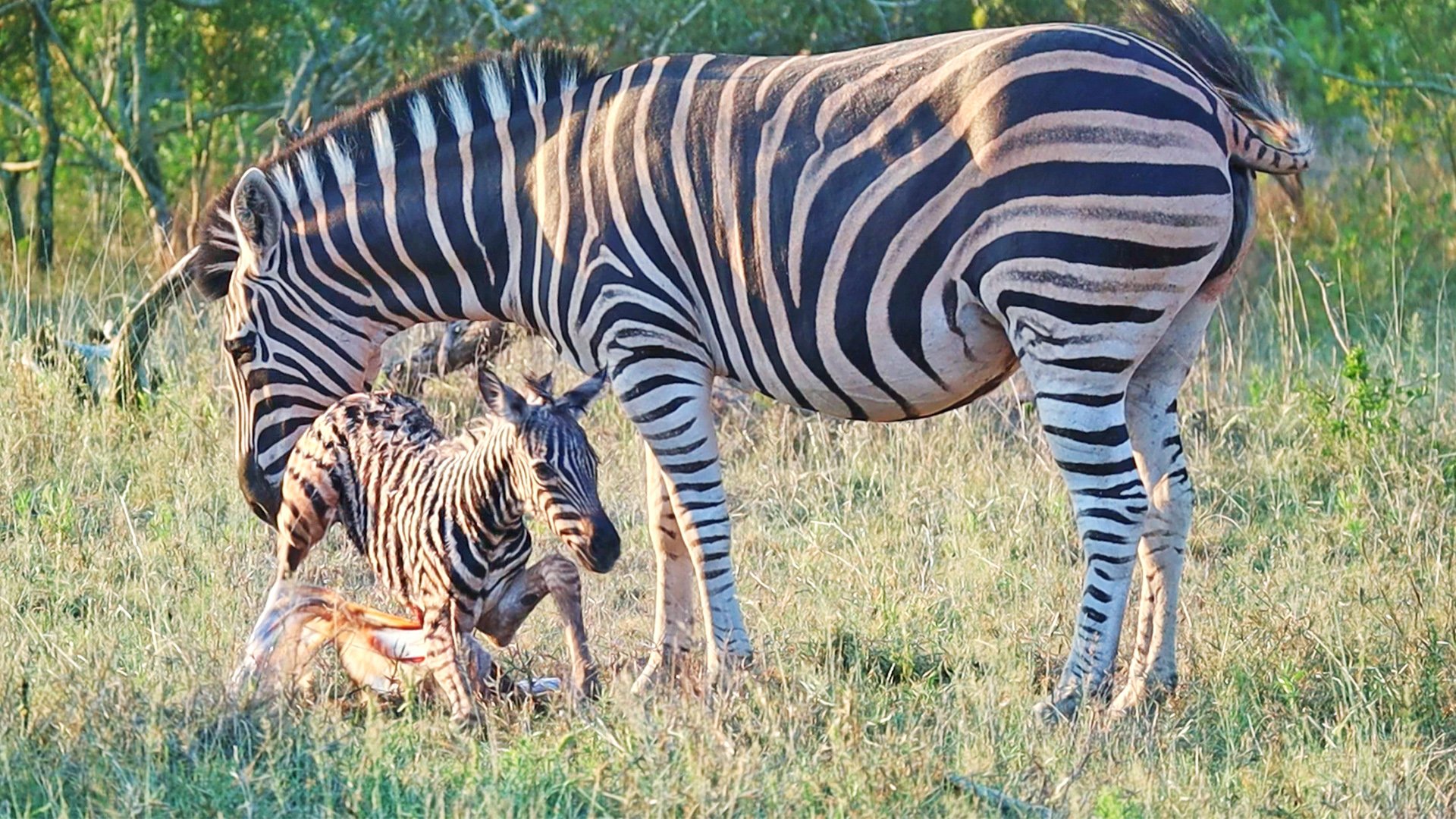 Zebra Takes First Steps After Birth