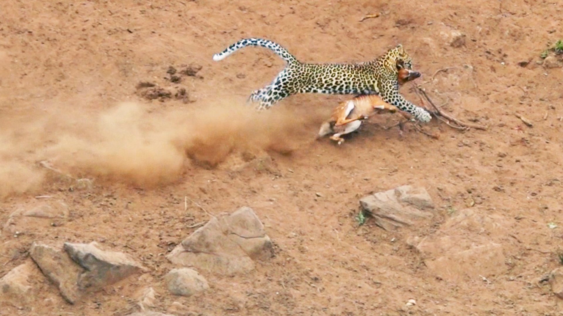 Leopard Silently Ambushes Grazing Nyala