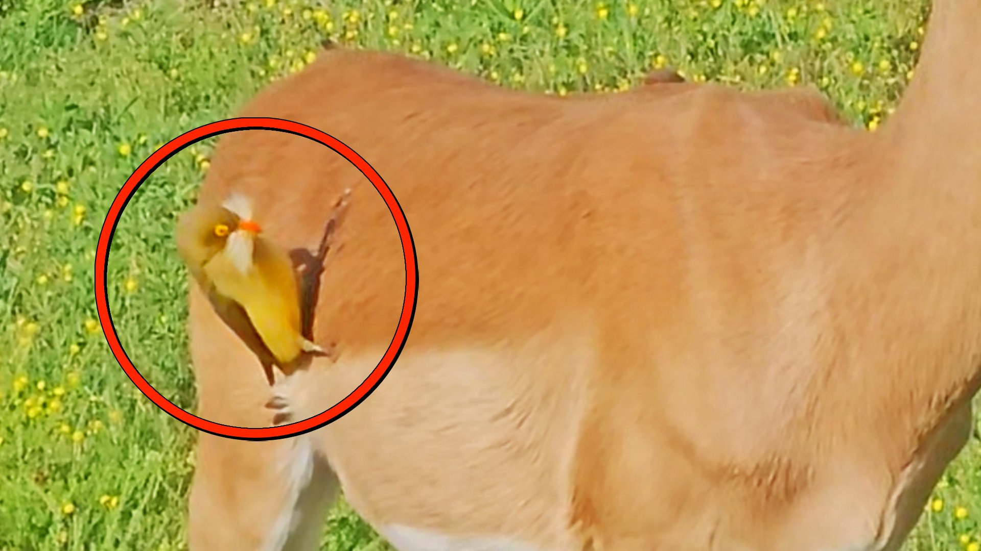 Oxpecker Rips Fur For Cozy Nest 