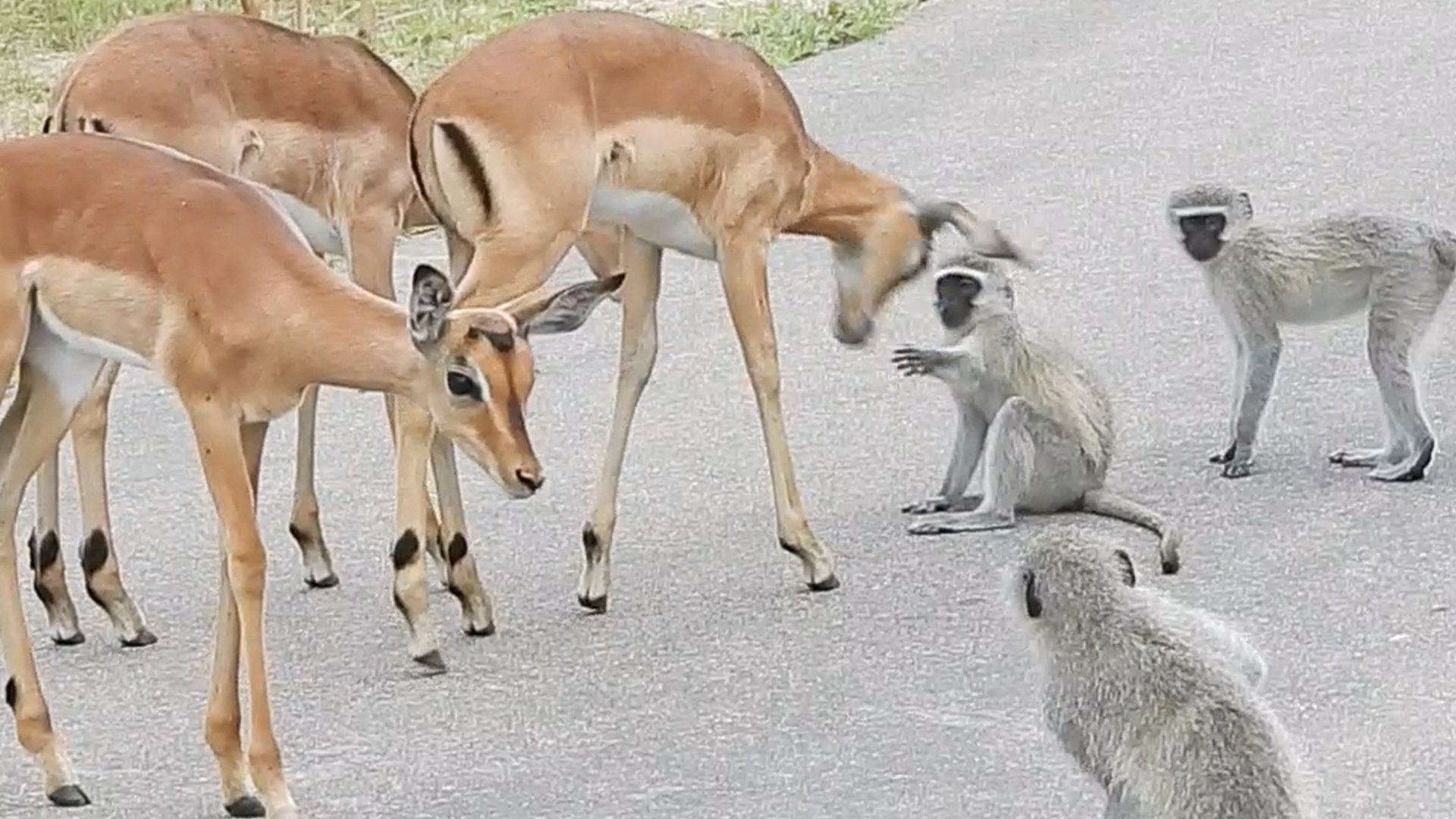 Monkey Shocks Impala With A Slap