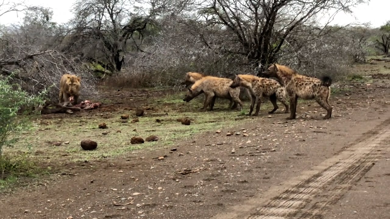 Lions And Hyenas Battle Over Fresh Kill 