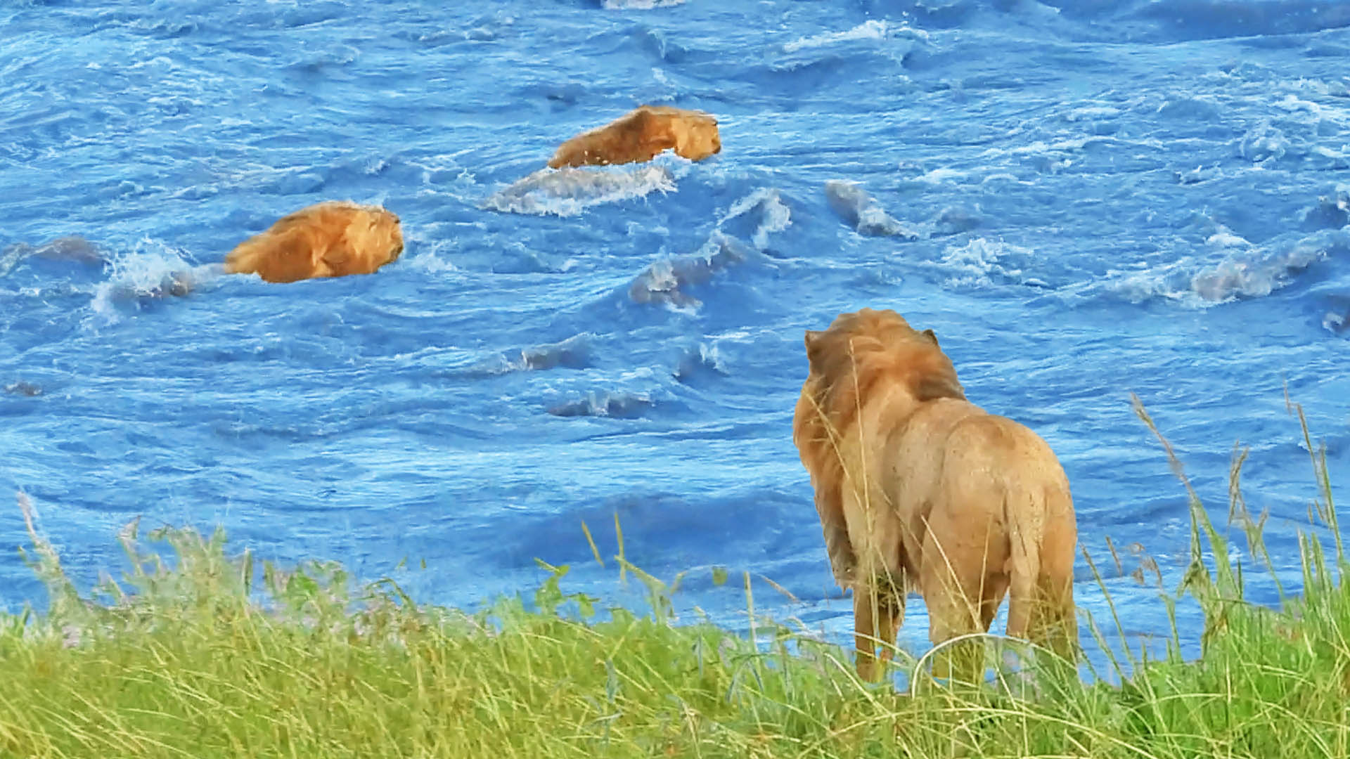 Lions Cross The Dangerous Masai River