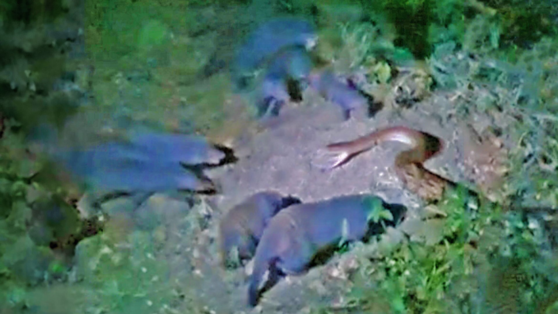 Mongoose Attacks Python In Fearless Fight