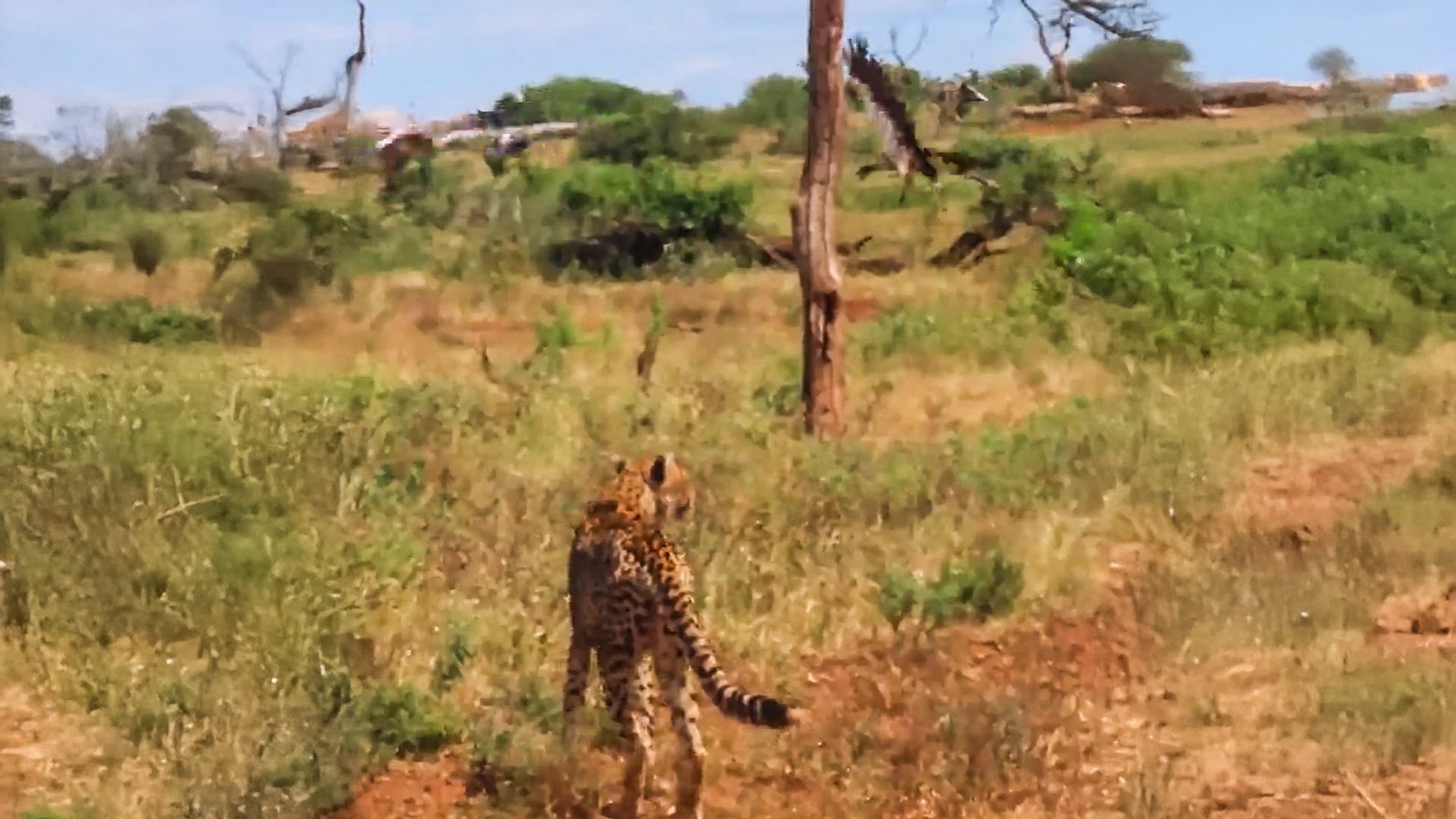 Antelope Rides Cheetah In Bizarre Scene