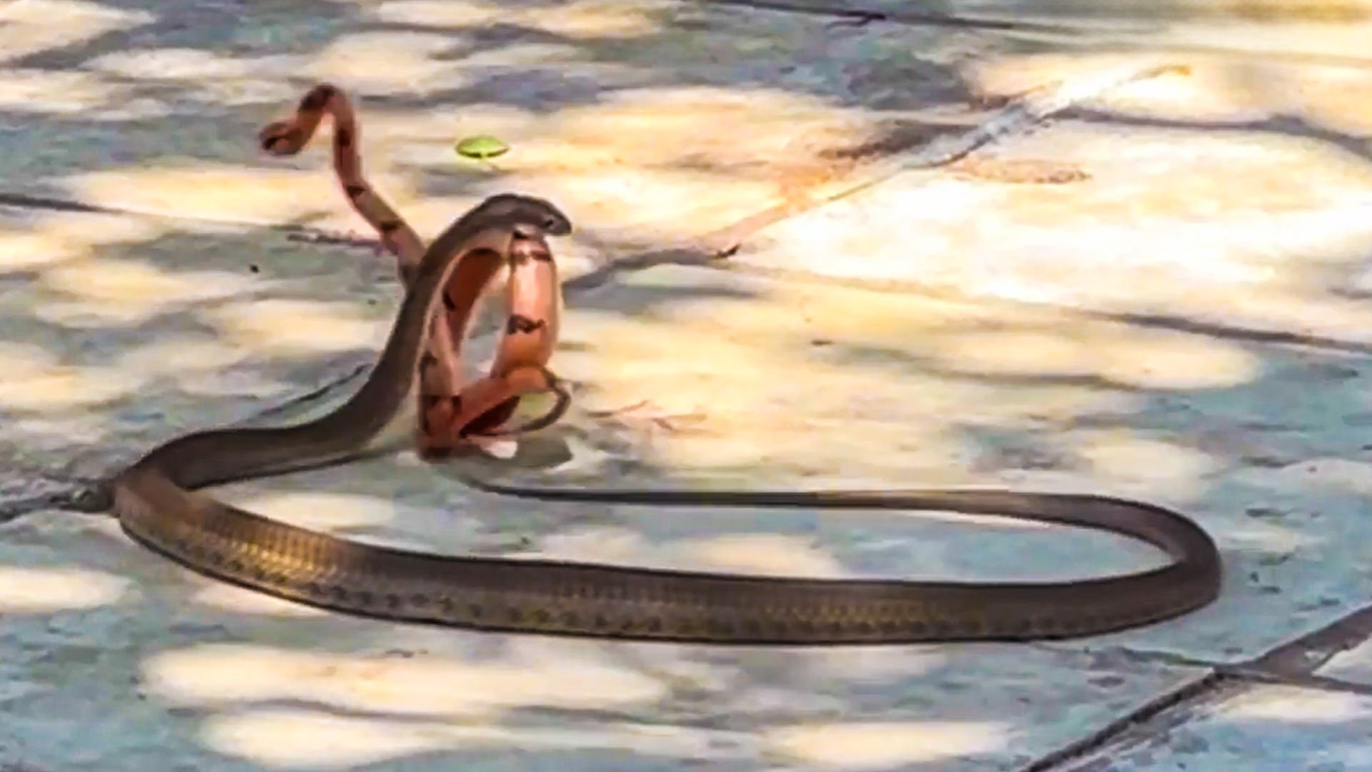 Boomslang And Tiger Snake Face Off