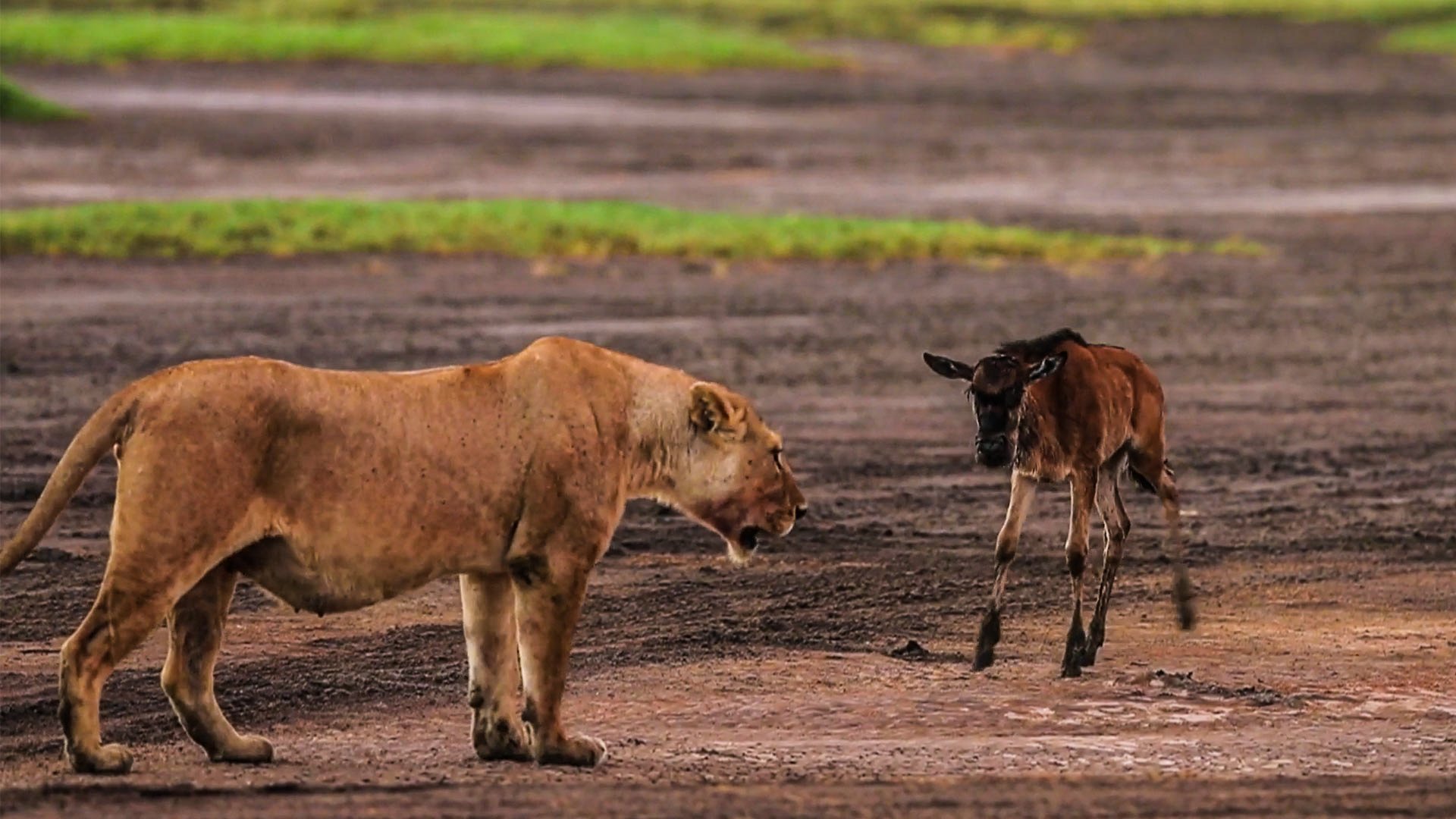 Brave Baby Wildebeest Stands Up To Lioness