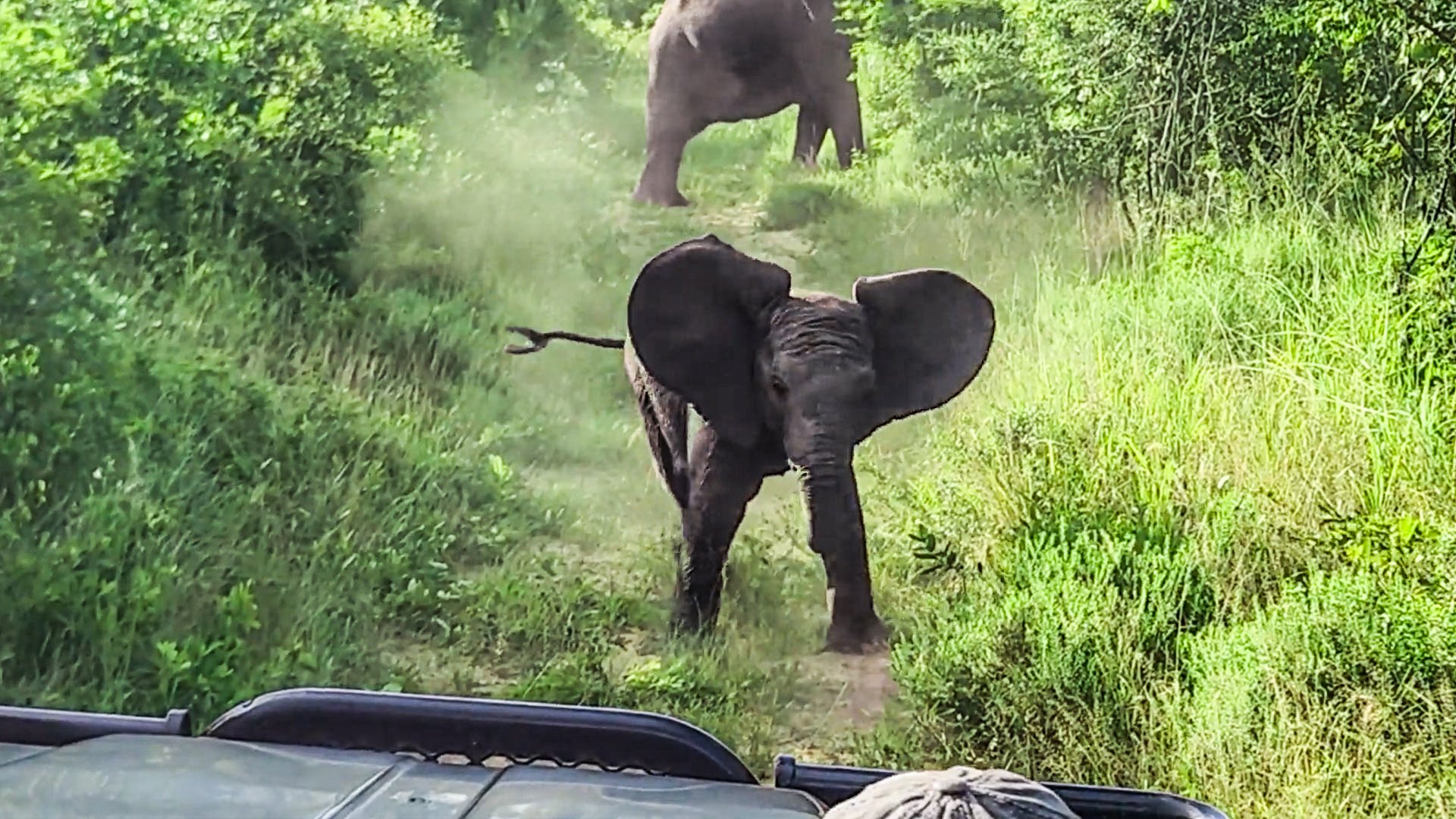 Cheeky Baby Elephant Charges Safari Car
