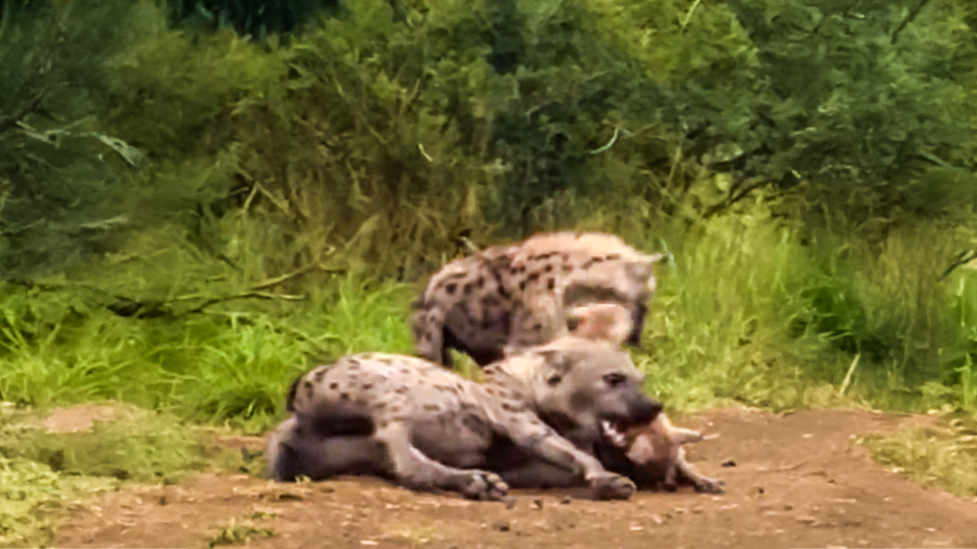 Cheeky Hyena Cubs Team Up on Babysitter