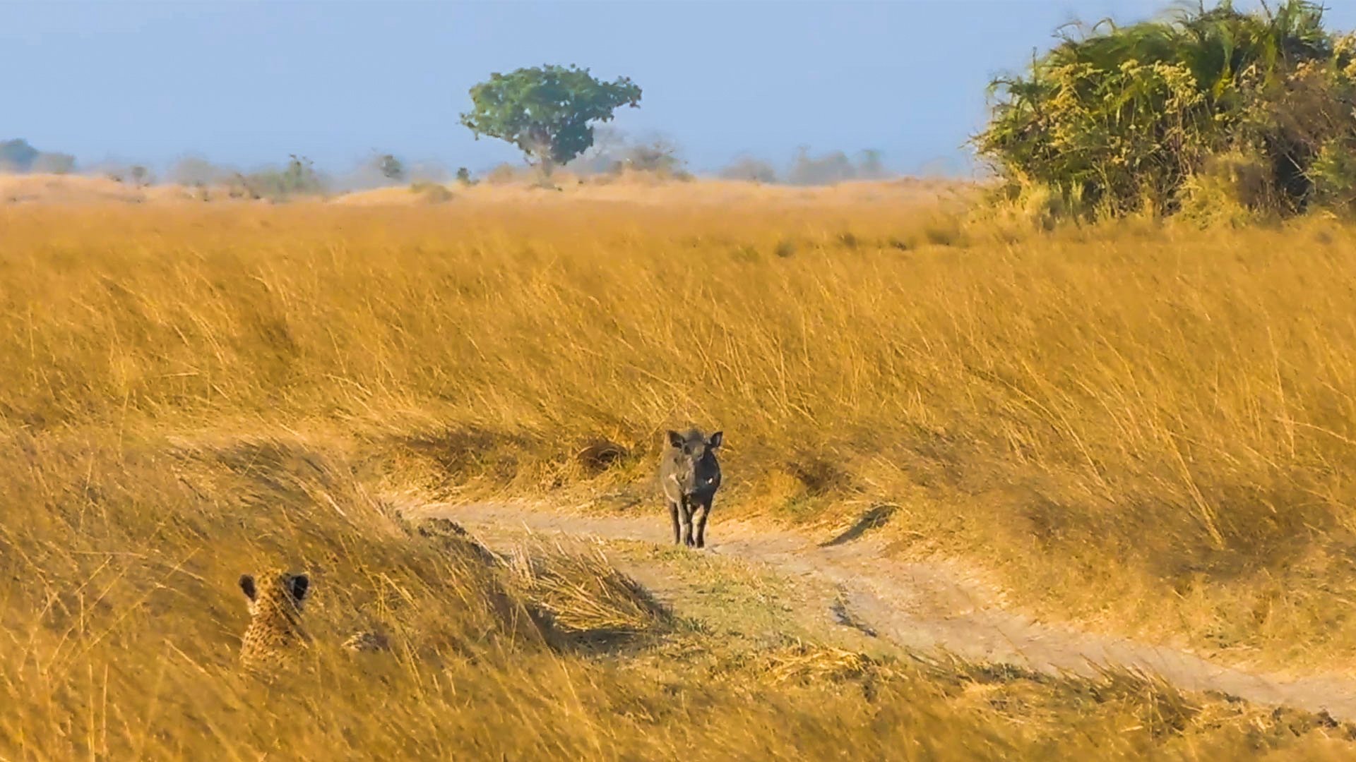 Cheetah Crouches Low To Hide From Warthog