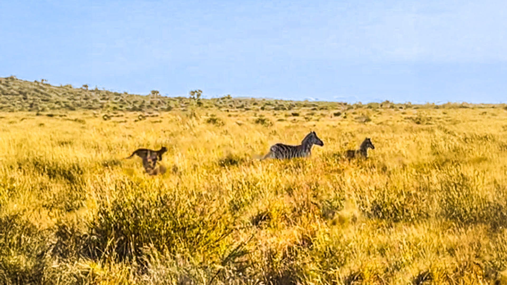 Cheetah Snatches Baby Zebra From Herd