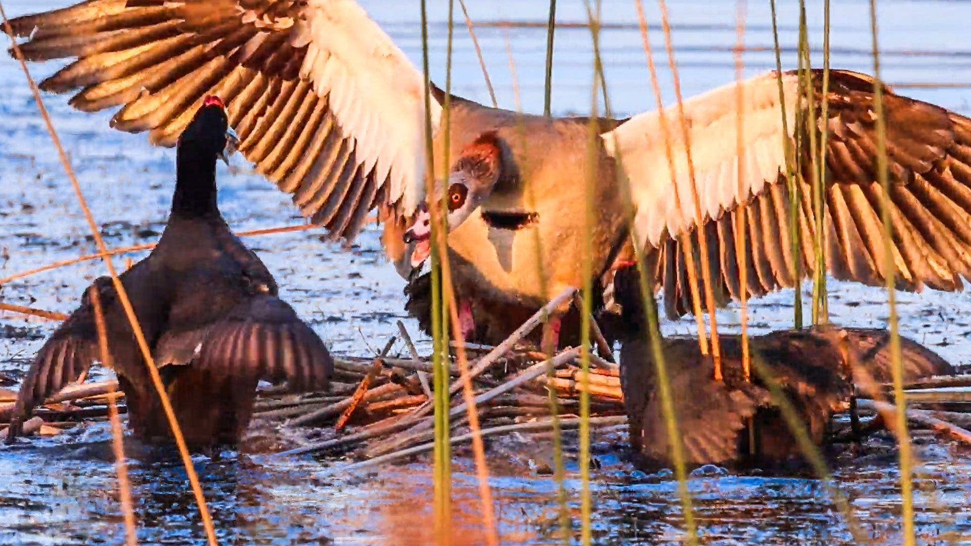 Coot Bullies Goose Family At River