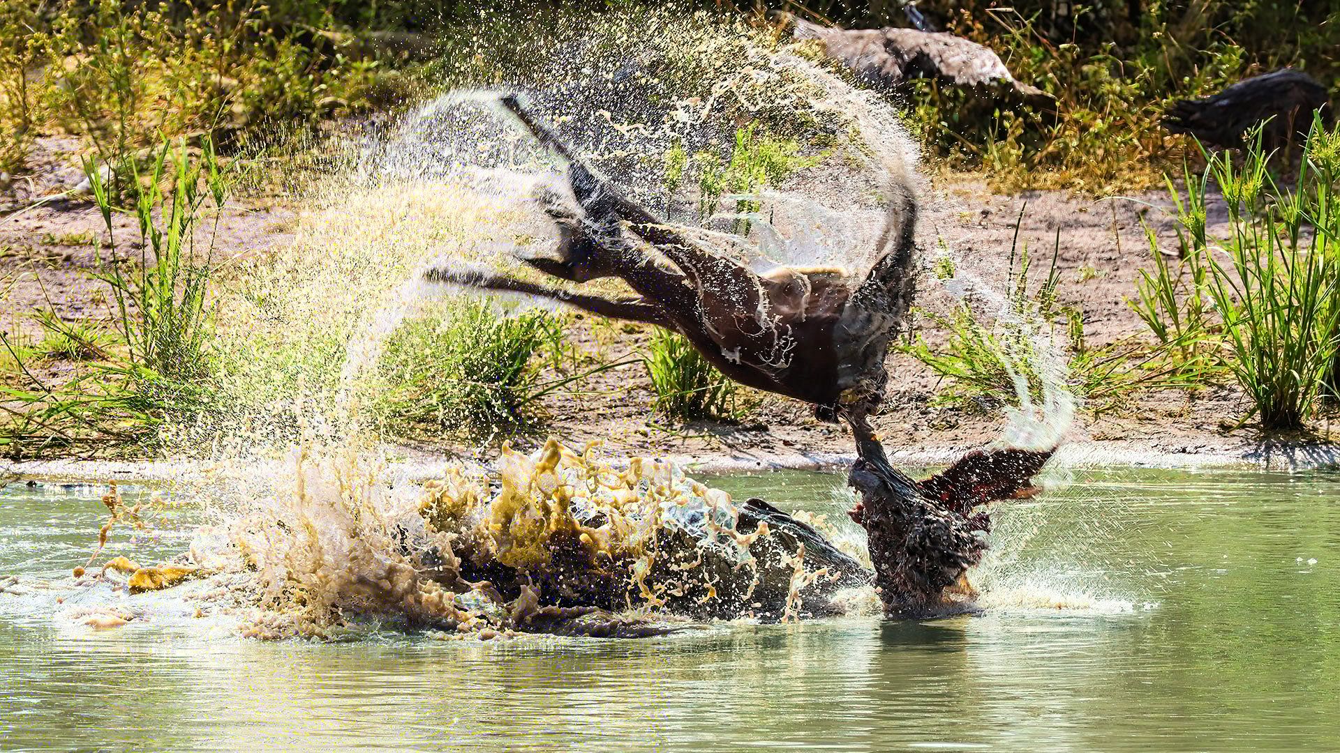 Crocodile Devours Impala In Brutal Scene
