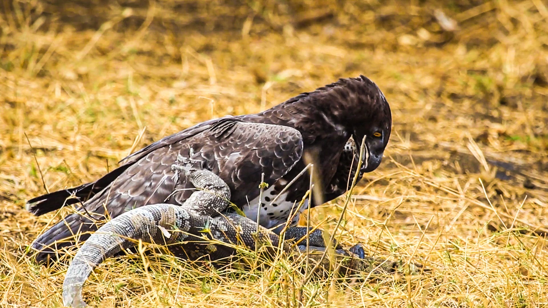 Eagle And Monitor Lizard Face Off