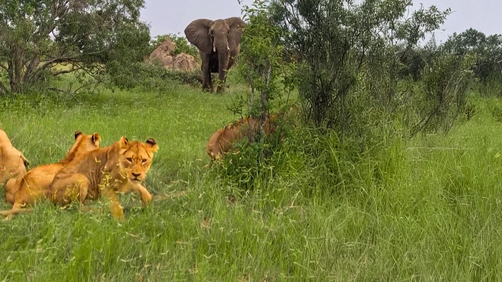 Elephant Cow Charges In To Scare Off Lions