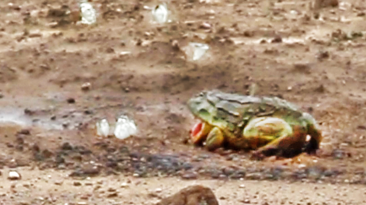 Frog Stalks And Hunts Butterflies In Rare Wildlife Moment