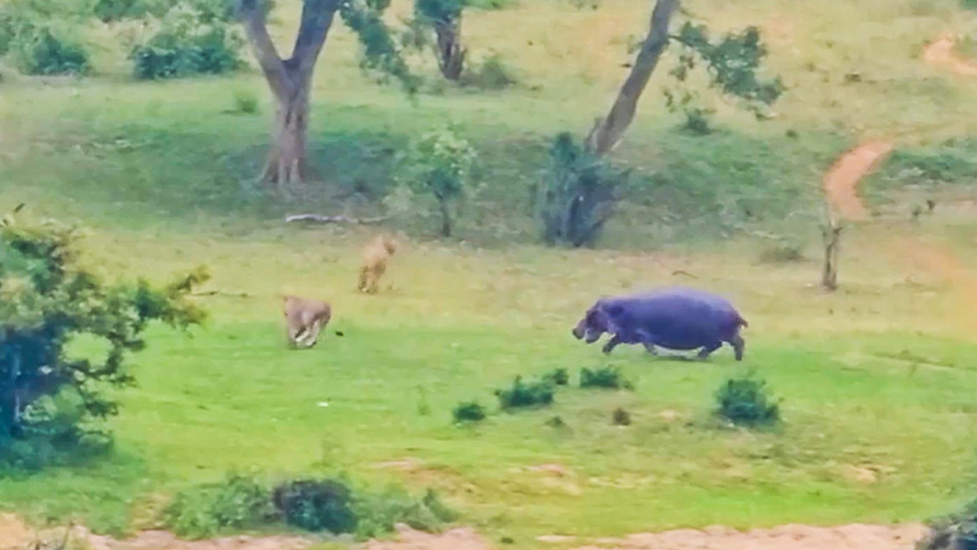 Hippo Bites Lion In Jaw-Dropping Move 