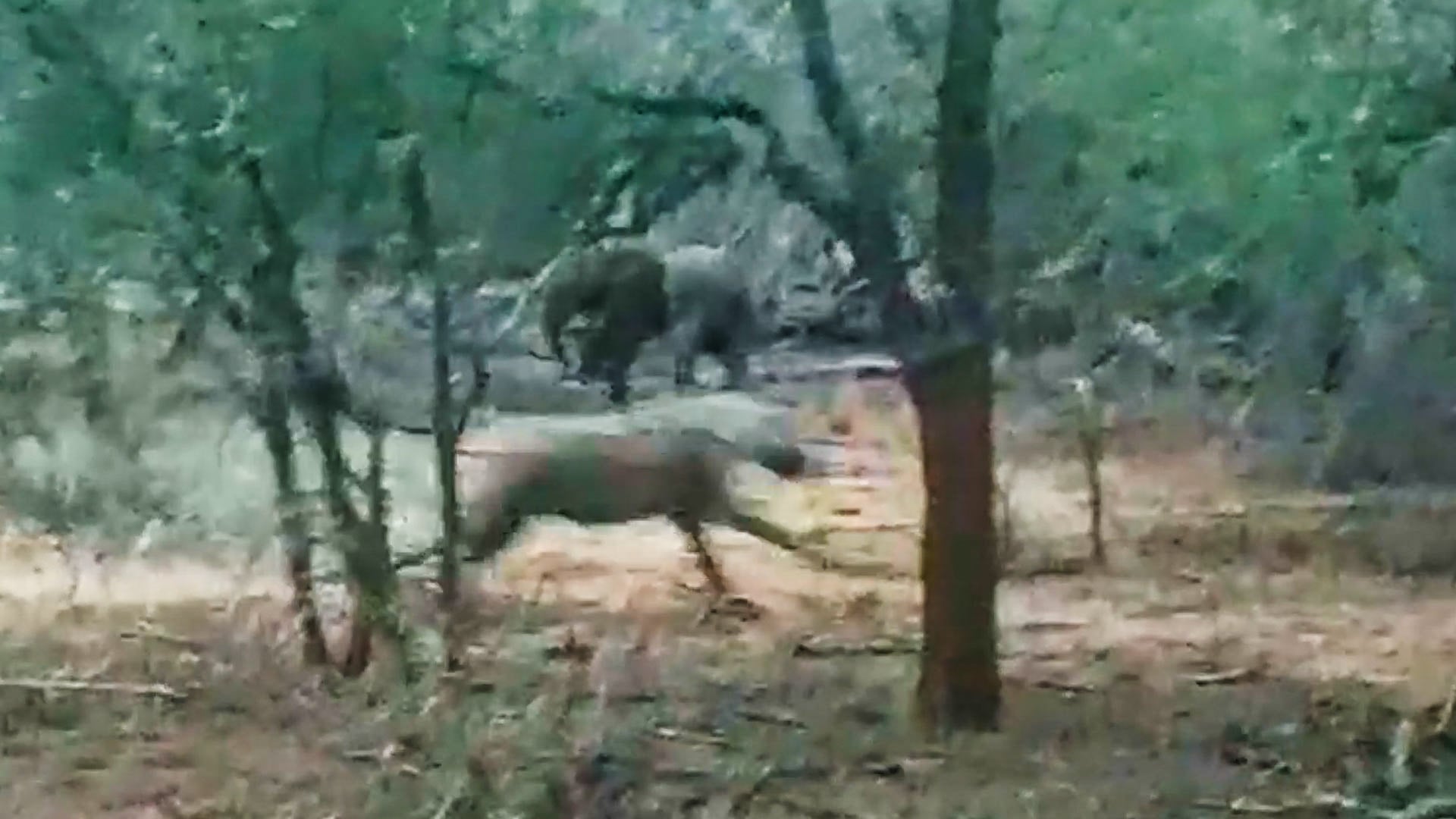 Hyena Chases Abandoned Baby Elephant 