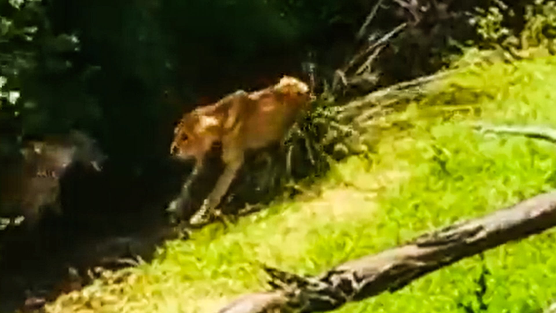 Hyena Eats Dying Lioness Piece By Piece