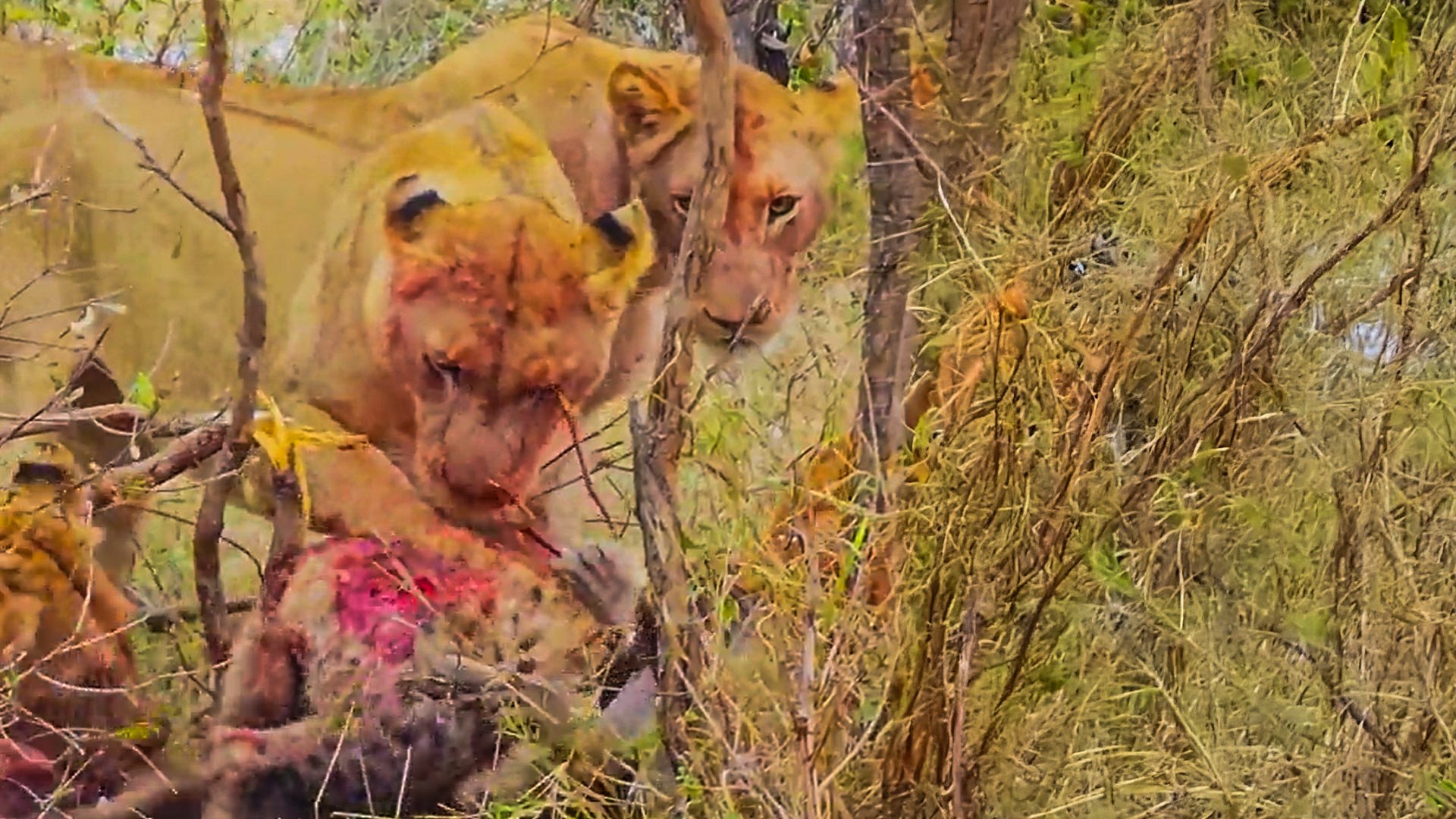 Hyena Screams As Lions Close In